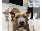 American Pit Bull Terrier Mix DOG FOR ADOPTION RGADN-1252339 - LoCo 24-232 - Pit
