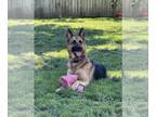 German Shepherd Dog DOG FOR ADOPTION RGADN-1252343 - Stewie - German Shepherd