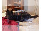 Mix DOG FOR ADOPTION RGADN-1252344 - Mayhem located in NM - Dutch Shepherd Dog
