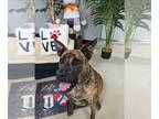 Boxer Mix DOG FOR ADOPTION RGADN-1252348 - Callie - Boxer / Mixed Dog For