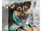 Boxer Mix DOG FOR ADOPTION RGADN-1252356 - Julie - Hound / Boxer / Mixed Dog For