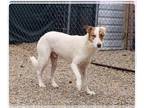 Borador DOG FOR ADOPTION RGADN-1252358 - Oakley - Border Collie / Labrador