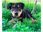 Golden Retriever-Rottweiler Mix DOG FOR ADOPTION RGADN-1252371 - Cal -