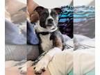 Boston Terrier Mix DOG FOR ADOPTION RGADN-1252373 - Gordon - Terrier / Boston