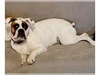 Boxer DOG FOR ADOPTION RGADN-1252379 - Athena III - Boxer Dog For Adoption