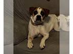 Boxer DOG FOR ADOPTION RGADN-1252380 - Lil Bit - Boxer Dog For Adoption