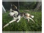 Mix DOG FOR ADOPTION RGADN-1252381 - BLUEY - Husky (medium coat) Dog For