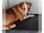 Feist Terrier Mix DOG FOR ADOPTION RGADN-1252399 - ROSIE - Feist / Australian