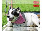 Australian Shepherd Mix DOG FOR ADOPTION RGADN-1252402 - Ollie - Australian