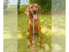 Redbone Coonhound Mix DOG FOR ADOPTION RGADN-1252404 - Lil Dan - 1 yo male