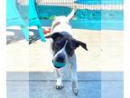 American Pit Bull Terrier-Pointer Mix DOG FOR ADOPTION RGADN-1252409 - KODA -