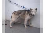 Siberian Husky Mix DOG FOR ADOPTION RGADN-1252429 - TAHOE - Siberian Husky /