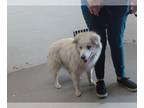 German Shepherd Dog-Siberian Husky Mix DOG FOR ADOPTION RGADN-1252433 - PUFF -