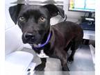 Labrador Retriever Mix DOG FOR ADOPTION RGADN-1252436 - BLOSSOM - Labrador