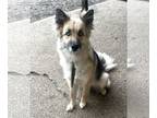 German Shepherd Dog-Huskies Mix DOG FOR ADOPTION RGADN-1252449 - ANYA - Smart