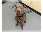 American Pit Bull Terrier DOG FOR ADOPTION RGADN-1252453 - ELLIE - American Pit