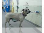 Labrador Retriever Mix DOG FOR ADOPTION RGADN-1252454 - YUCCA - Labrador