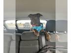 Labrador Retriever-Retriever Mix DOG FOR ADOPTION RGADN-1252456 - Gifford -