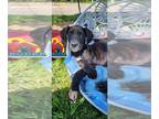 Great Dane DOG FOR ADOPTION RGADN-1252459 - Marisol - Great Dane Dog For