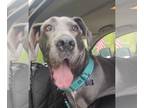 Great Dane DOG FOR ADOPTION RGADN-1252465 - Rose - Great Dane Dog For Adoption