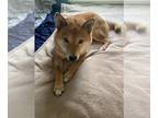 Shiba Inu DOG FOR ADOPTION RGADN-1252469 - Kyler - Shiba Inu Dog For Adoption
