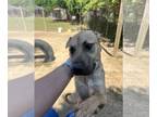 Labrador Retriever-Mountain Cur Mix DOG FOR ADOPTION RGADN-1252471 - Charcoal -