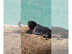 Rottweiler DOG FOR ADOPTION RGADN-1252472 - Roxy/Referral - Rottweiler (medium