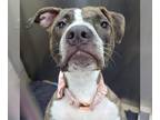 American Pit Bull Terrier DOG FOR ADOPTION RGADN-1252476 - Missy - Pit Bull