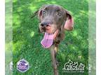 Great Dane Mix DOG FOR ADOPTION RGADN-1252479 - MEADOW - Great Dane / Mixed