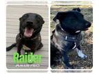 Chinese Shar-Pei-Labrador Retriever Mix DOG FOR ADOPTION RGADN-1252481 - RAIDER