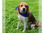 Beagle DOG FOR ADOPTION RGADN-1252508 - Mac - Beagle (short coat) Dog For