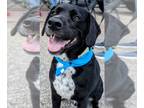 Dalmatian-Labrador Retriever Mix DOG FOR ADOPTION RGADN-1252516 - Charlie-One