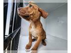 Redbone Coonhound-Staffordshire Bull Terrier Mix DOG FOR ADOPTION RGADN-1252526