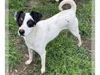 Jack Russell Terrier DOG FOR ADOPTION RGADN-1252550 - Richie - Jack Russell