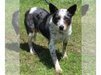 Australian Shepherd Mix DOG FOR ADOPTION RGADN-1252552 - Spock 39525 -