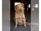 Golden Retriever DOG FOR ADOPTION RGADN-1252584 - Wrangler - Golden Retriever