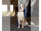 Boxer DOG FOR ADOPTION RGADN-1252585 - Rush - Boxer (short coat) Dog For