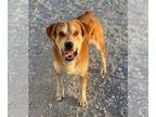 Collie Mix DOG FOR ADOPTION RGADN-1252601 - Maksim - Collie / Terrier / Mixed