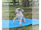 Great Dane DOG FOR ADOPTION RGADN-1252608 - Farrah/PENDING - Great Dane (short