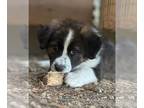 Bernese Mountain Dog Mix DOG FOR ADOPTION RGADN-1252616 - Taylor - Bernese