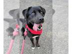 Labrador Retriever DOG FOR ADOPTION RGADN-1252617 - Cara - Labrador Retriever