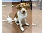 Parson Russell Terrier Mix DOG FOR ADOPTION RGADN-1252625 - Roben - Parson