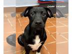 Labrador Retriever Mix DOG FOR ADOPTION RGADN-1252626 - Romeo - Labrador