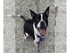 Boston Terrier Mix DOG FOR ADOPTION RGADN-1252634 - CHERRY - Boston Terrier /