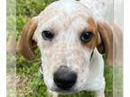 Beagle-English Coonhound Mix DOG FOR ADOPTION RGADN-1252636 - Grouse - Beagle /