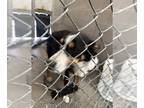 Australian Kelpie-Border Collie Mix DOG FOR ADOPTION RGADN-1252640 - Abbey -