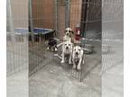 Australian Kelpie DOG FOR ADOPTION RGADN-1252642 - April pups - Australian