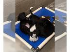 Borador DOG FOR ADOPTION RGADN-1252643 - B.c. Lab Puppies - Labrador Retriever /