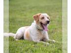 Labrador Retriever-Retriever Mix DOG FOR ADOPTION RGADN-1252649 - Bobby -