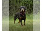 Rottweiler DOG FOR ADOPTION RGADN-1252652 - BONNIE - Rottweiler (short coat) Dog